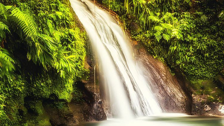 Hiking in Tropical Forest