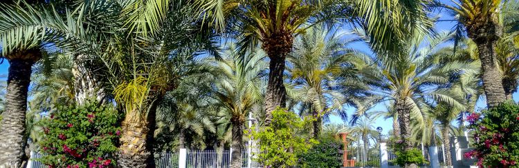 Enchanting Elche