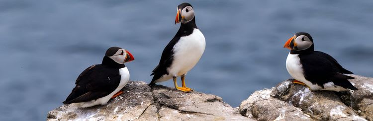 Off The Beaten Track: Cruise To Vigur Bird Island