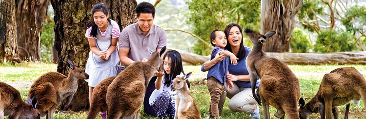 Cleland Wildlife Park