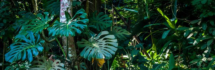 Tijuca Rain Forest By 4-Wheel-Drive