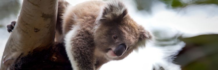 Billabong Sanctuary & Scenic Sights