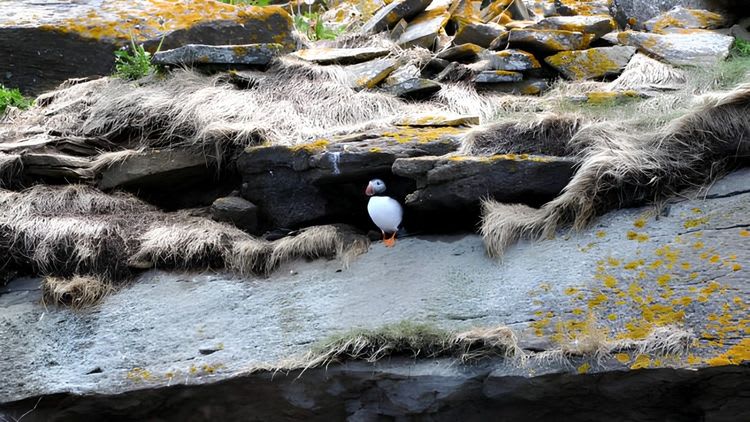 Puffin Tour by Boat
