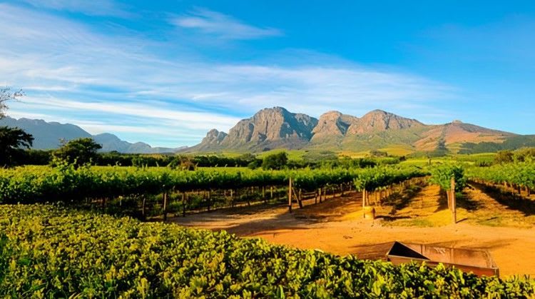 Stellenbosch Winelands