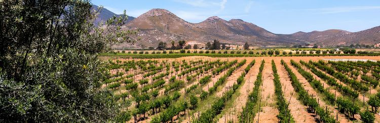 Wine Country ATV Adventure