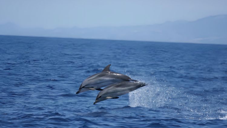 Unforgettable Encounter