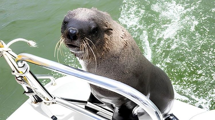 Aquatic Boat Adventure