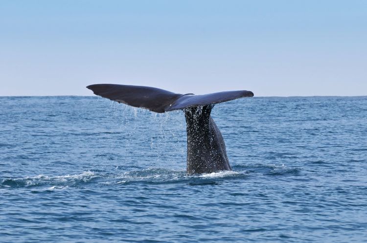 Whale & Dolphin Watching Scenic Cruise
