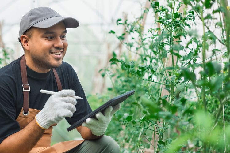 Dutch Innovation and Greenhouse Agriculture