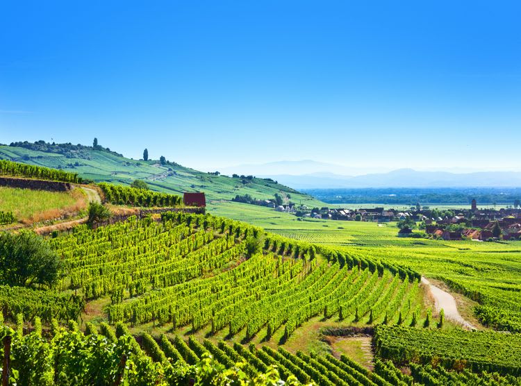 Into the Alsace Countryside with Vineyards Tour