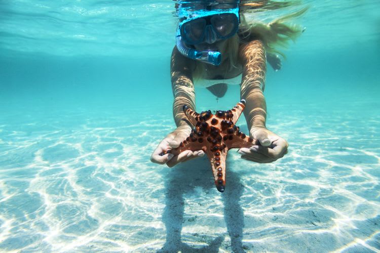 Starfish, Shipwreck, & Coral Reef Snorkel