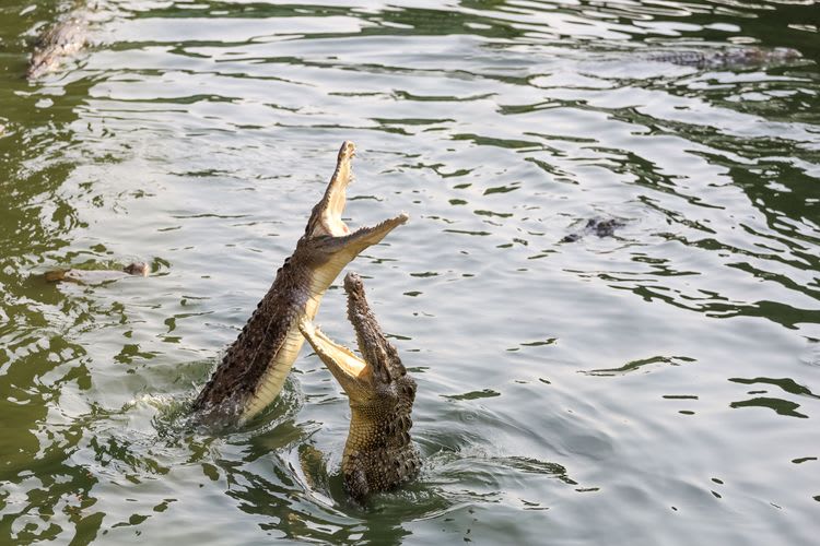 Jumping Crocodile Cruise