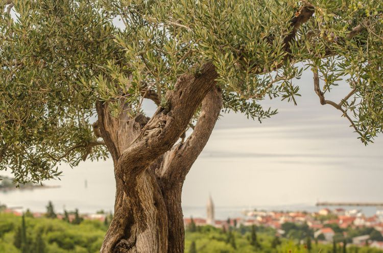 Korcula Wines & Olive Mill
