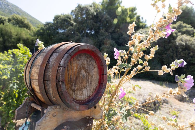 Peljesac Views & Wine