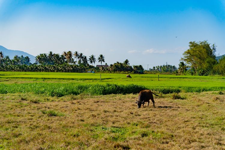 Nha Trang's Rural Life