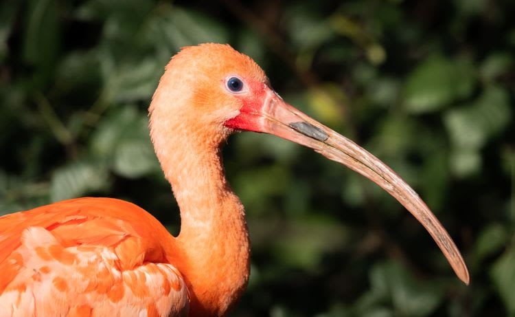 Caroni Bird Sanctuary