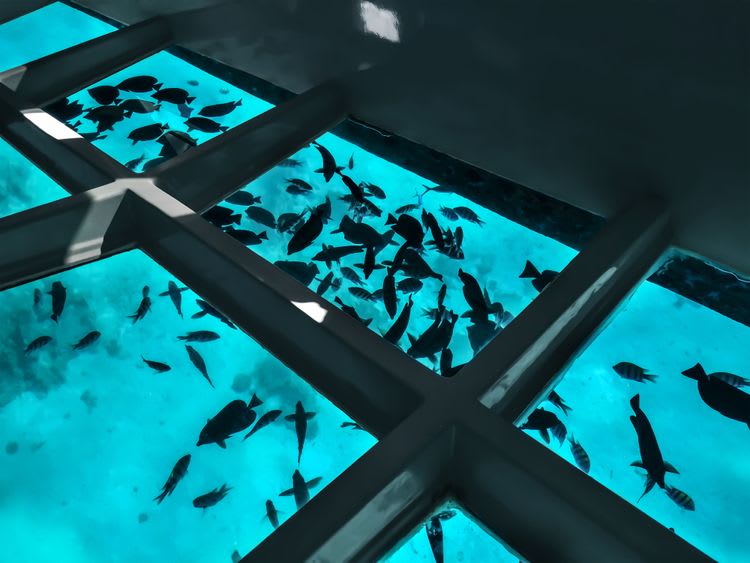 Glass Bottom Boat