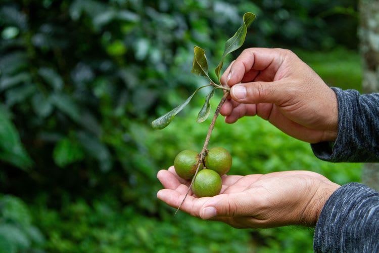 Macadamia Nut Farm