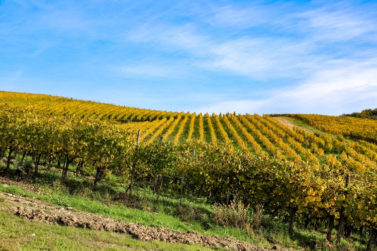 Irpinia Wine Experience