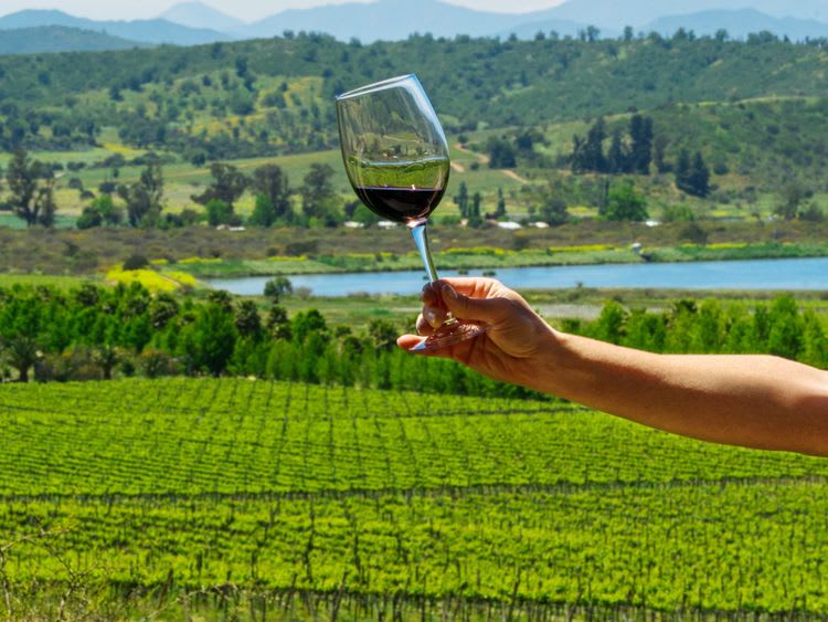 Live the Chilean Spirit: Wine and Horses of Casablanca