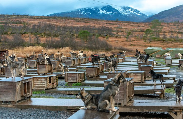 Polar Museum & Husky Wilderness Camp