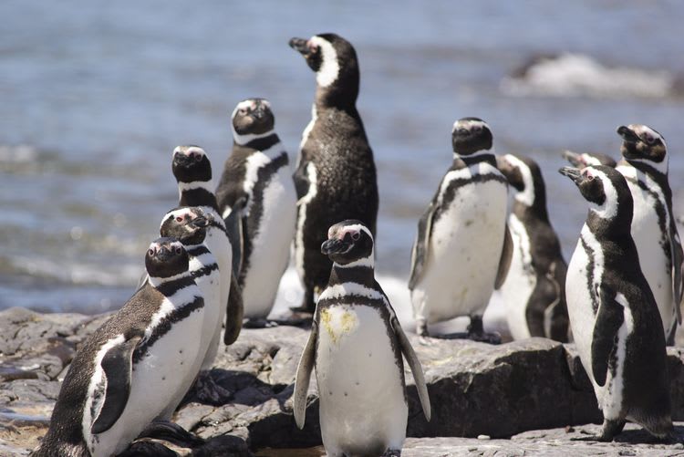 Best Of Puerto Madryn: Punta Tombo Reserve
