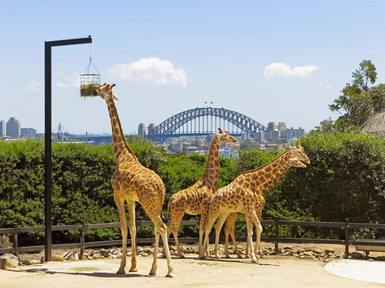 Aussie Wildlife