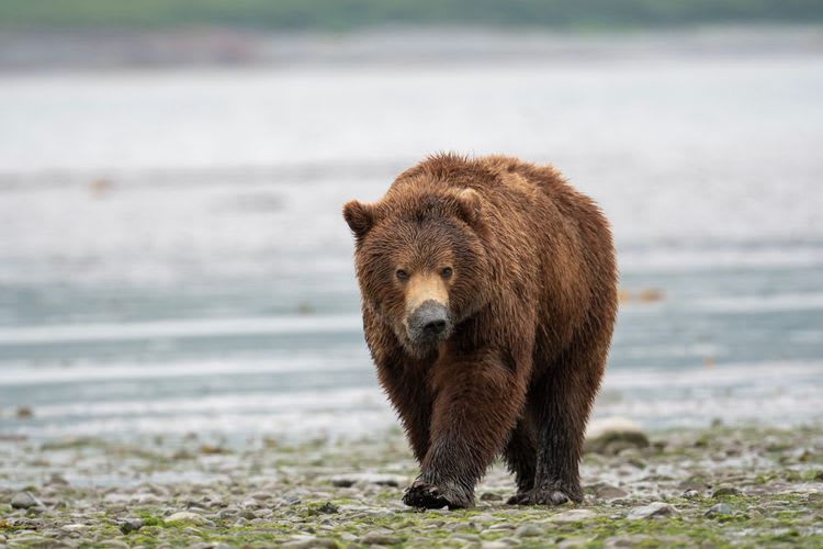 Alaskan Bear Encounter by Land & Sea