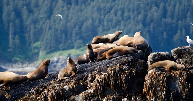 Kenai Fjords Wildlife Cruise