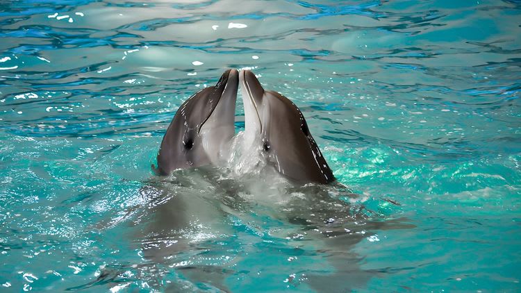 Dolphin Watch and Snorkel