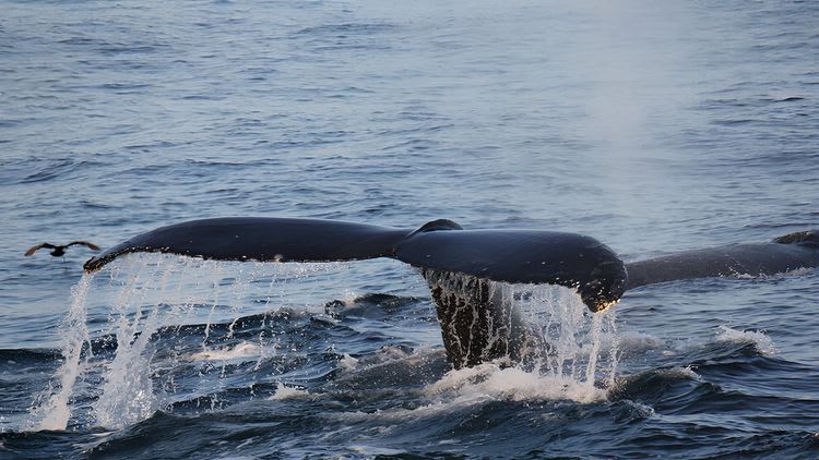 Whale Watching Safari