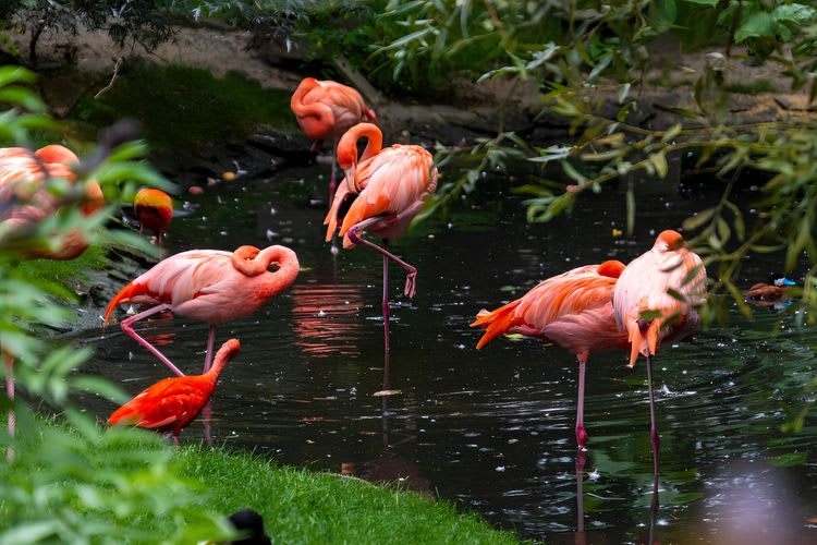 Debark Tour: Everglades Airboat Ride & Flamingo Gardens With Fort Lauderdale Airport Transfer