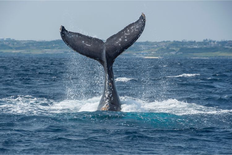 Whale Watching By Catamaran