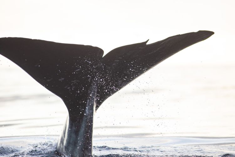 Whales-n-Tales in the Waters of Madeira