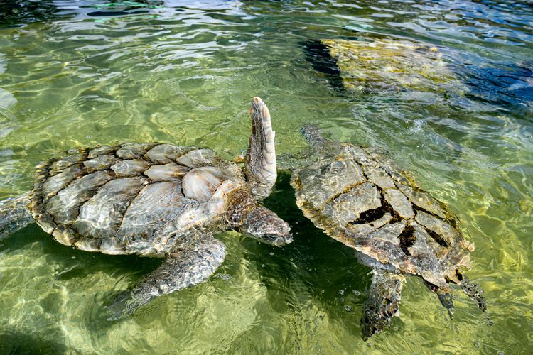 Best Of Grand Cayman: Cayman Turtle Centre, Hell, Tortuga Rum Cake & Scenic Drive