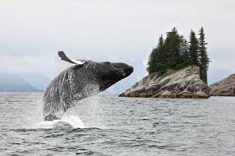 Whale and Marine Mammals Cruise