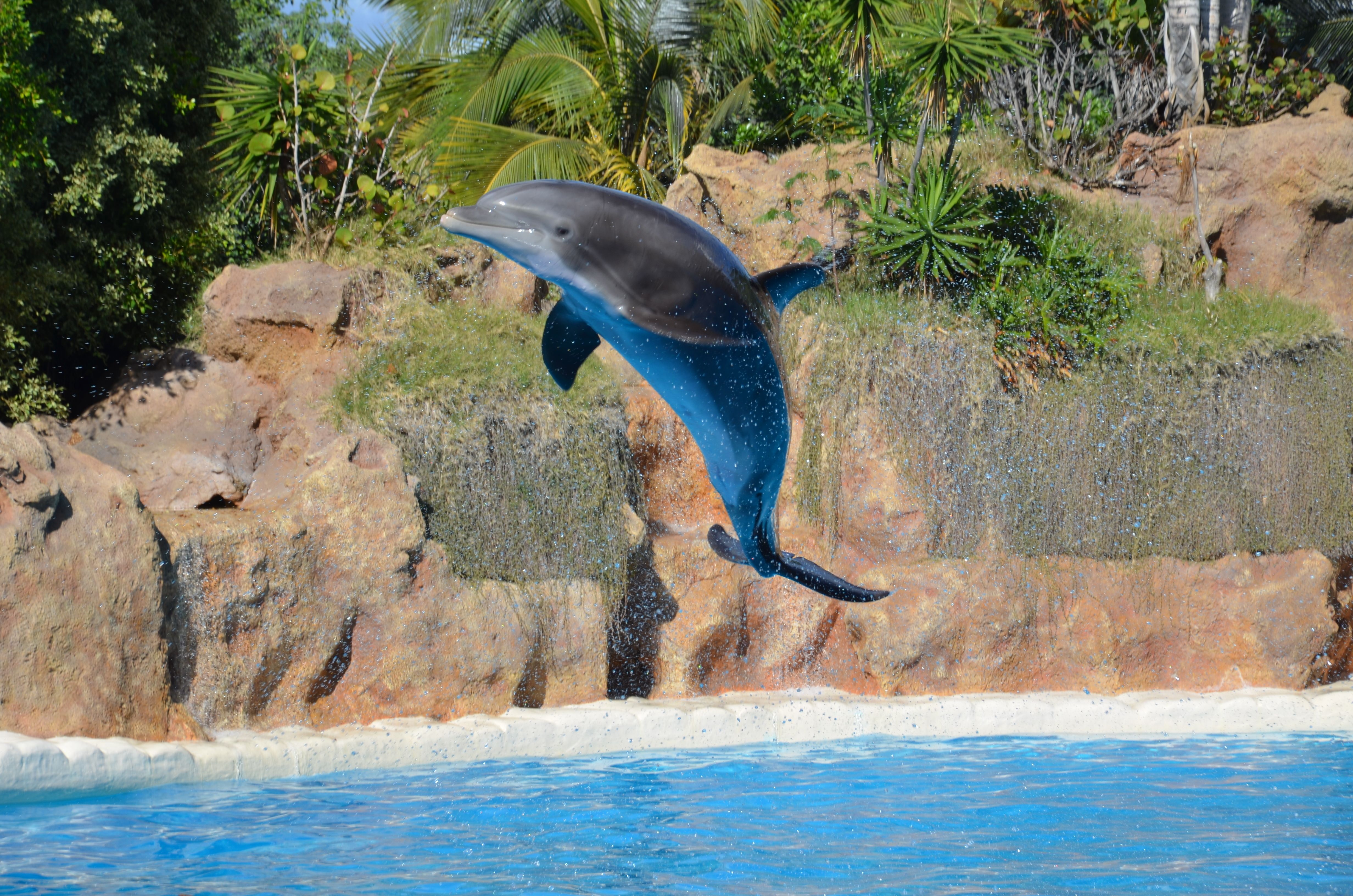 Dolphin performing a mid-air jump in front of a tropical backdrop at a sea park, illustrating dynamic marine life attractions on cruise excursions.