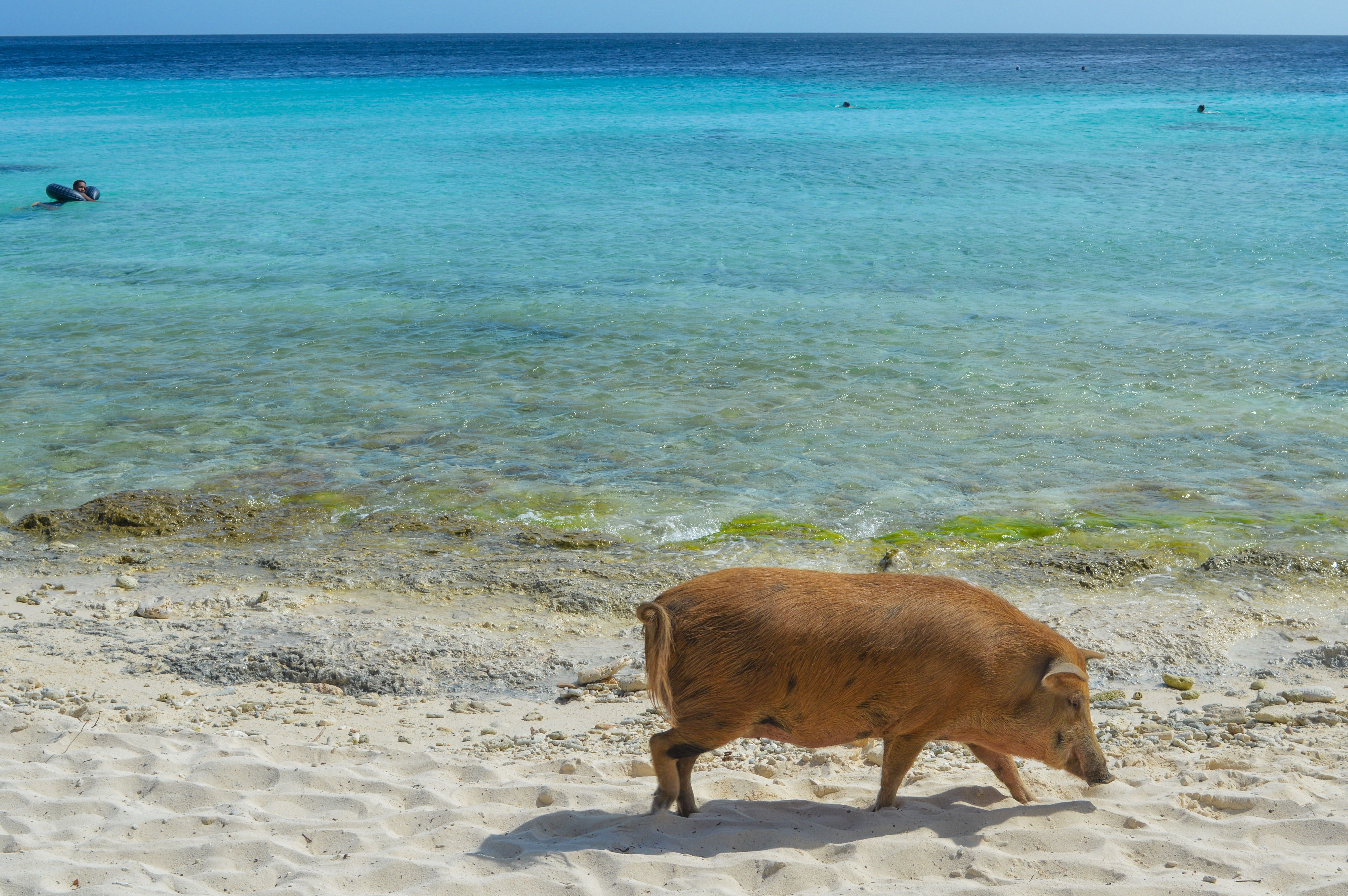 A brown pig walks along Playa Porto Mari, a sandy beach near the cruise port in Curacao, with crystal-clear turquoise waters and distant swimmers in the background.