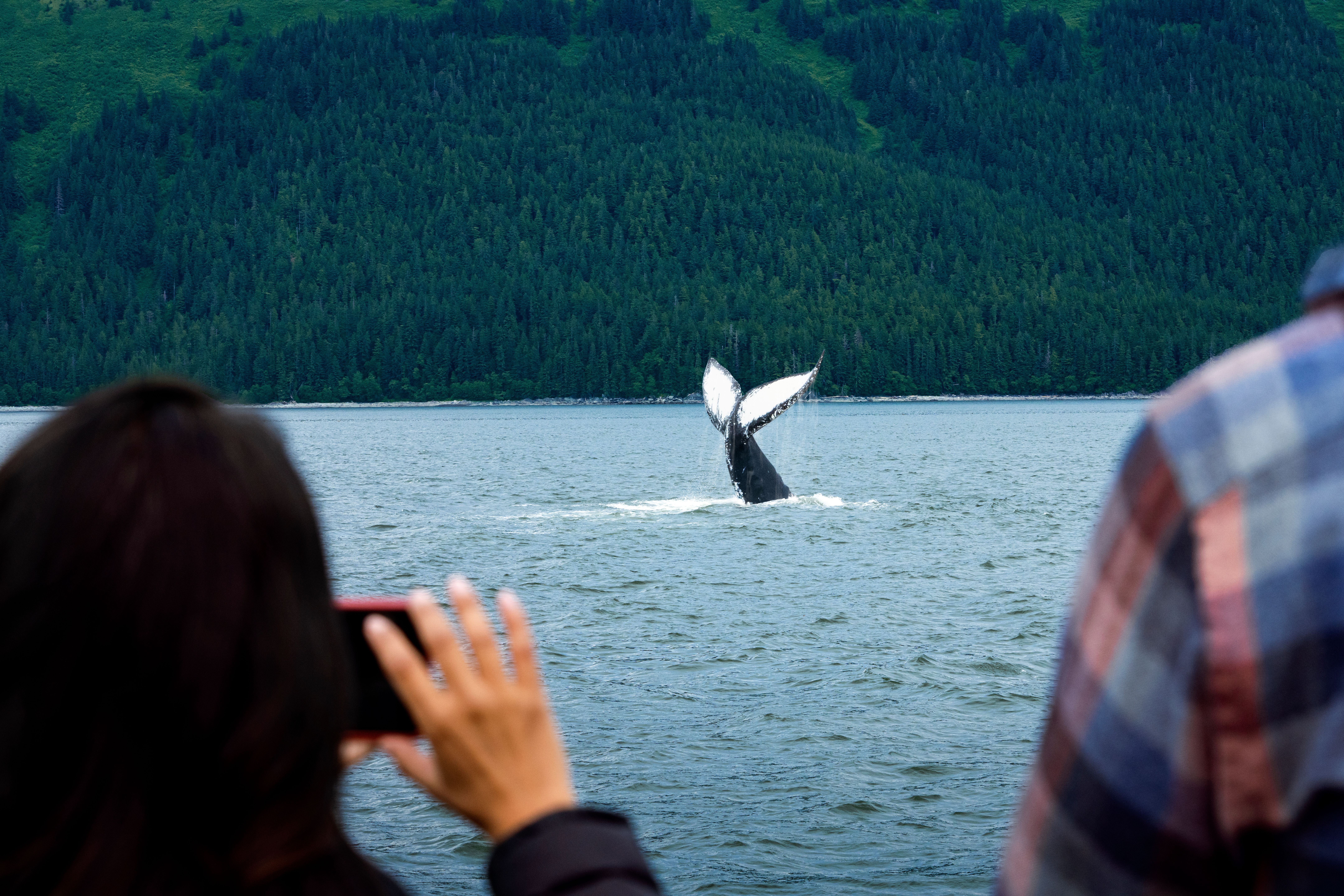 Tourists capturing a whale tail diving into Alaskan waters against a forested mountain backdrop. 