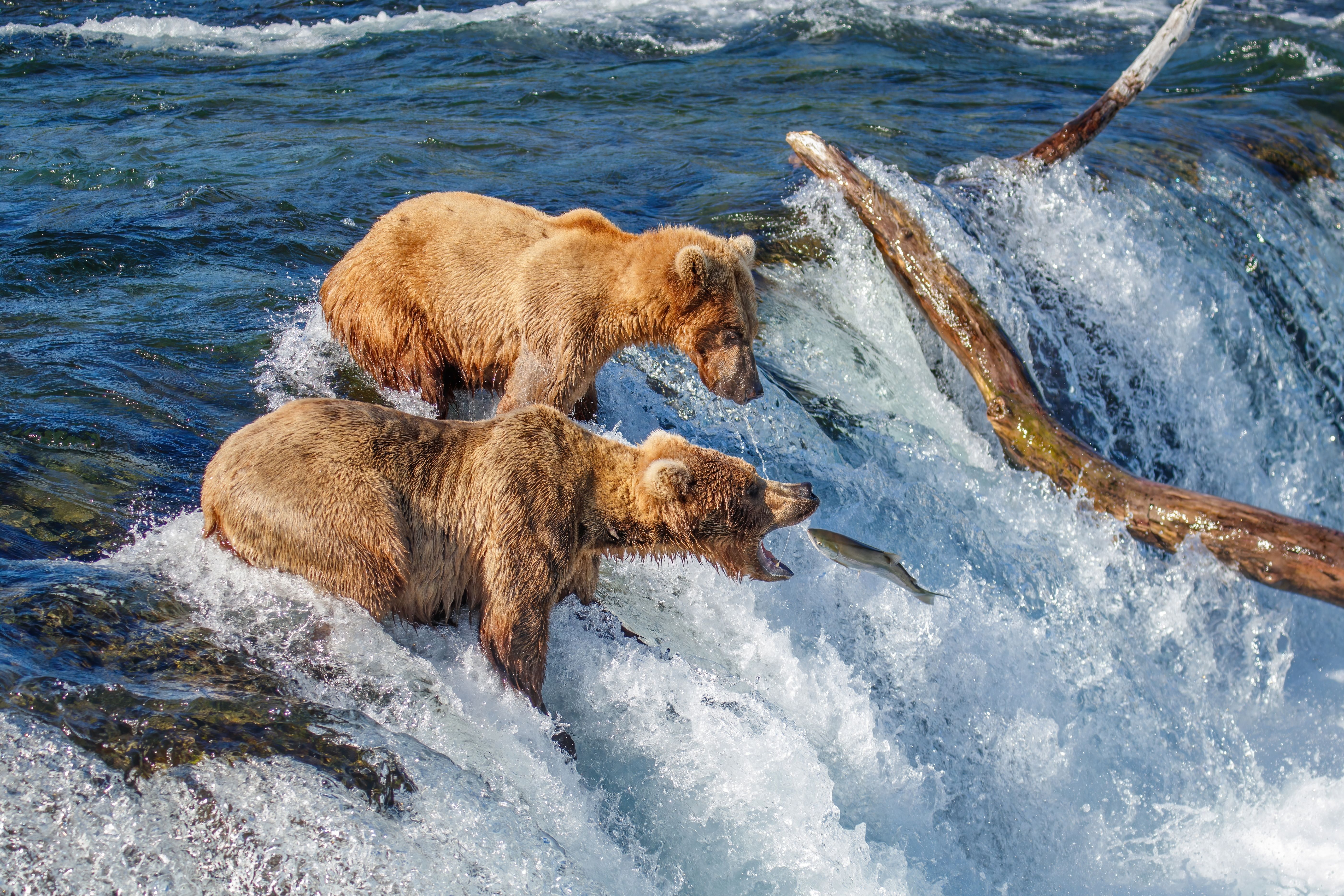 Two brown bears fishing for salmon at a waterfall in Alaska.