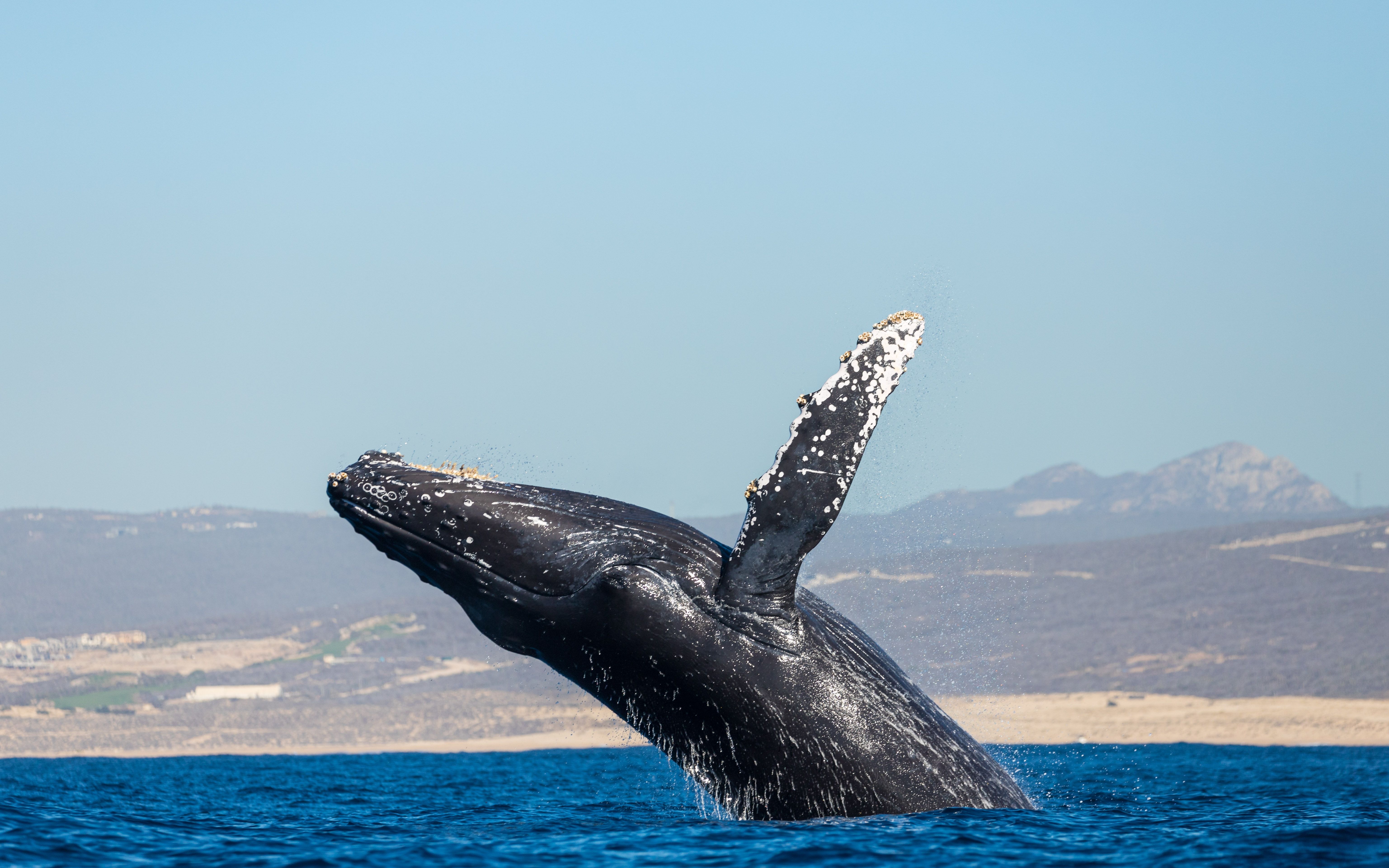 Close-up of a humpback whale breaching in the ocean with a clear blue sky and distant mountains in the background.