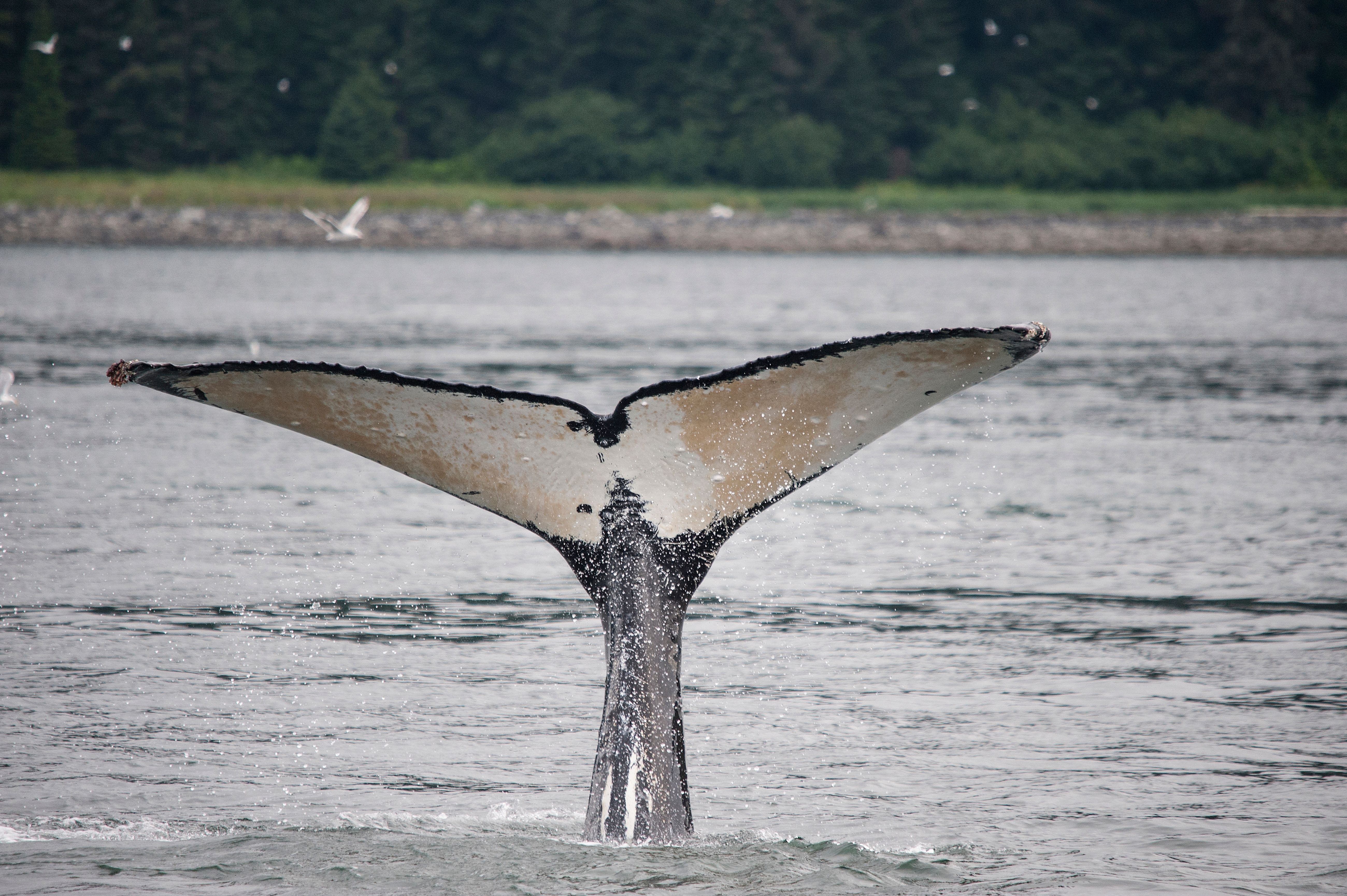 Humpback whale tail emerging from the water in Alaska, a popular activity during Alaskan cruises.