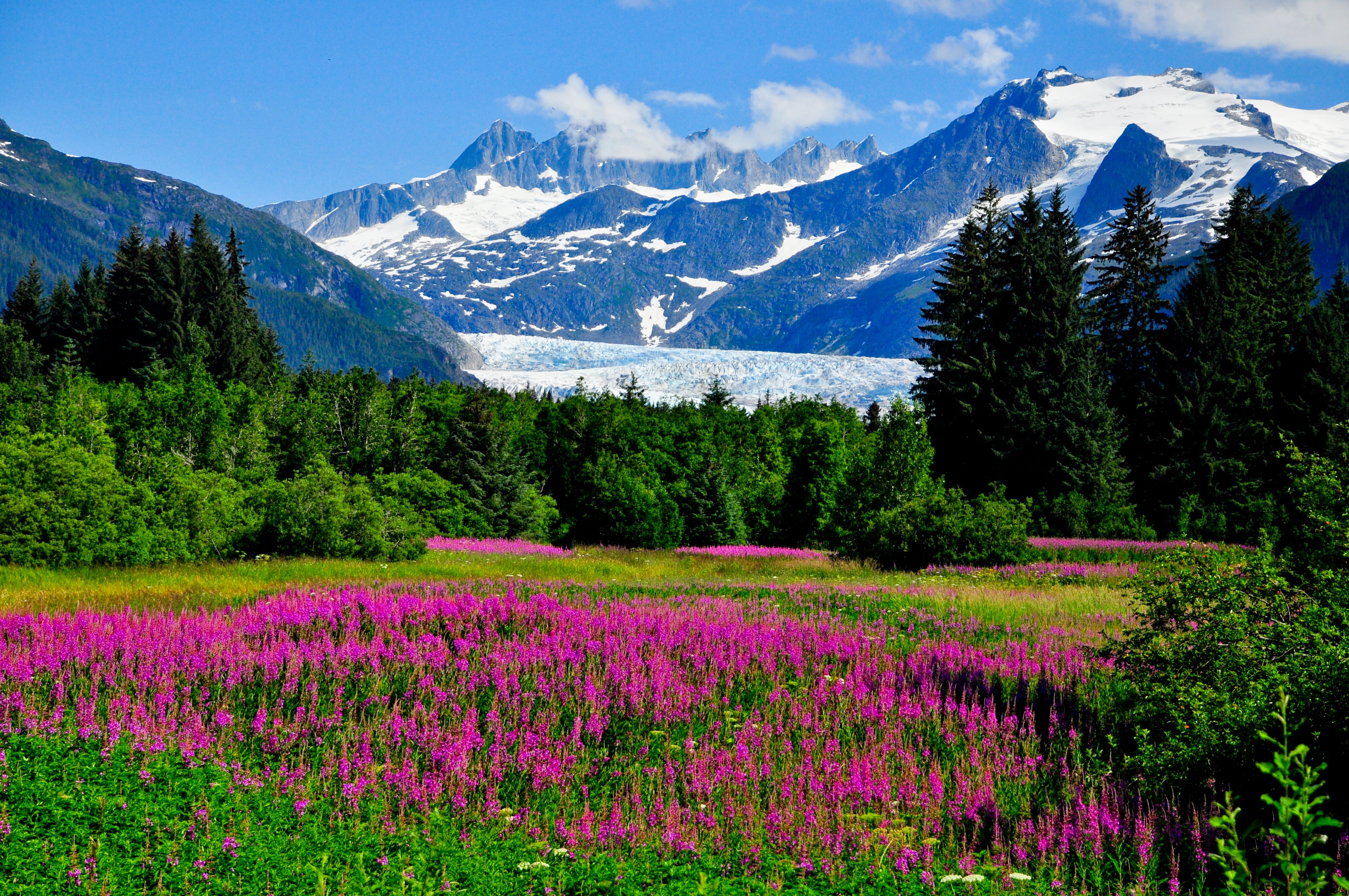 A vibrant field of pink fireweed blooms in front of the stunning Mendenhall Glacier and snow-capped mountains under a clear blue sky in Alaska.