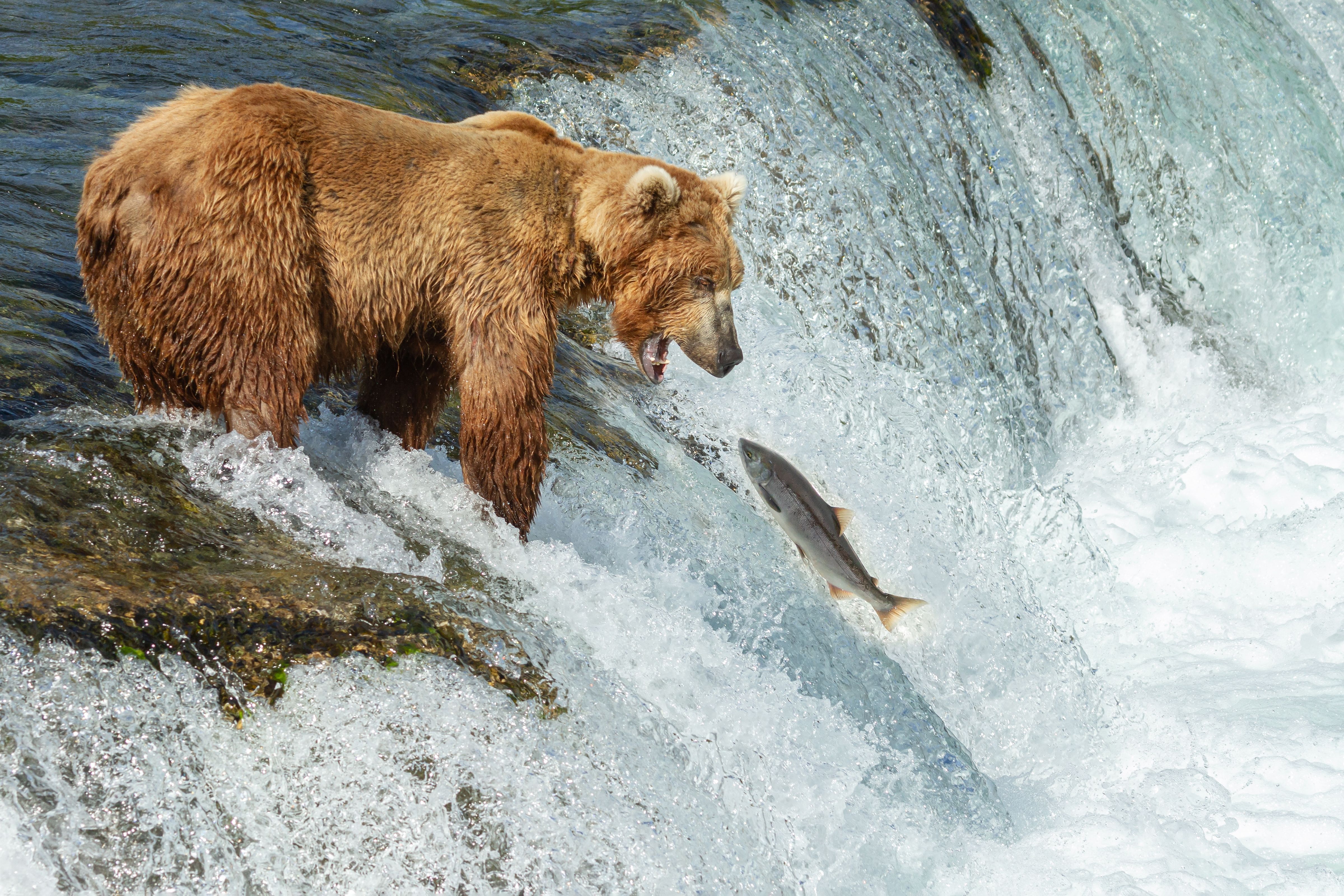 A brown bear stands at the edge of a waterfall, intently watching a salmon leap from the rushing water in Alaska.