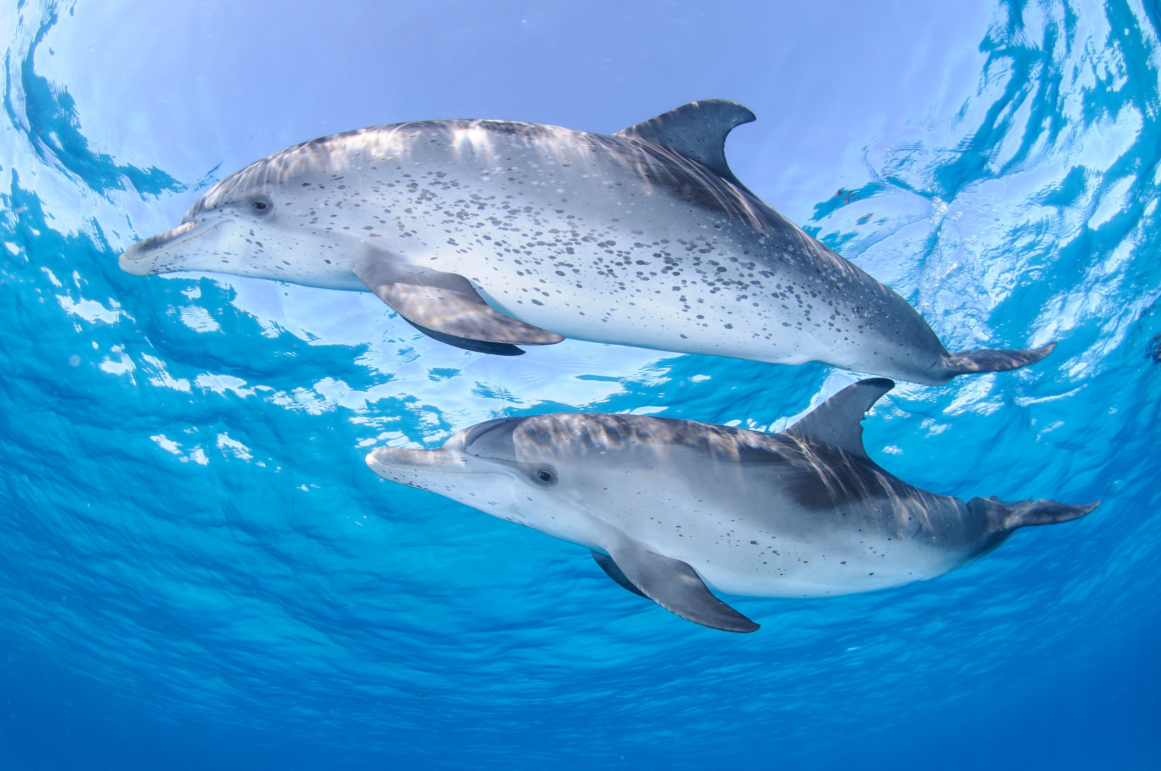Two Atlantic spotted dolphins swimming in clear blue waters during a wild dolphin safari in Bimini, Bahamas.
