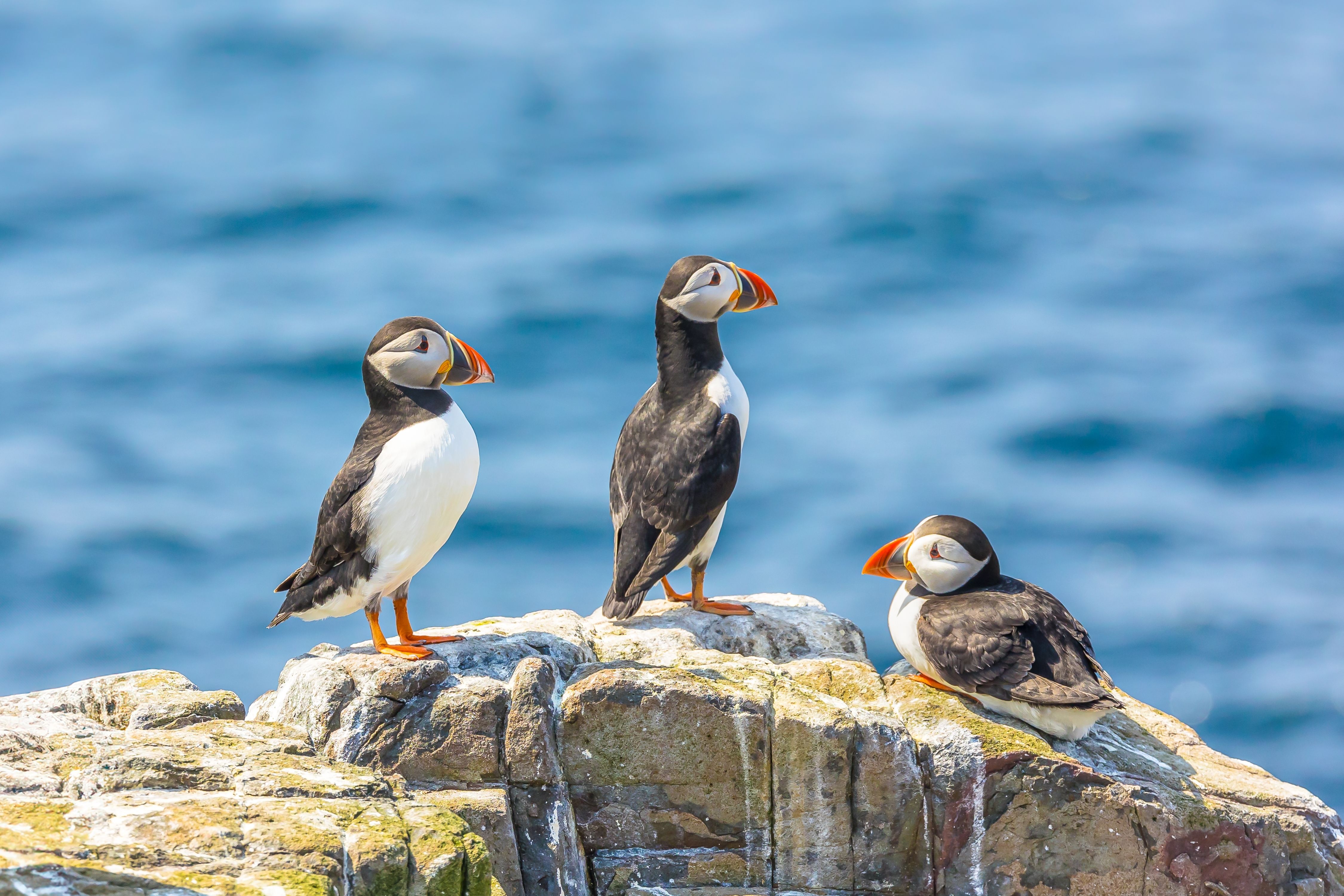 Three Atlantic puffins perched on a rocky cliff with the ocean in the background, showcasing their vibrant orange beaks and black-and-white plumage.