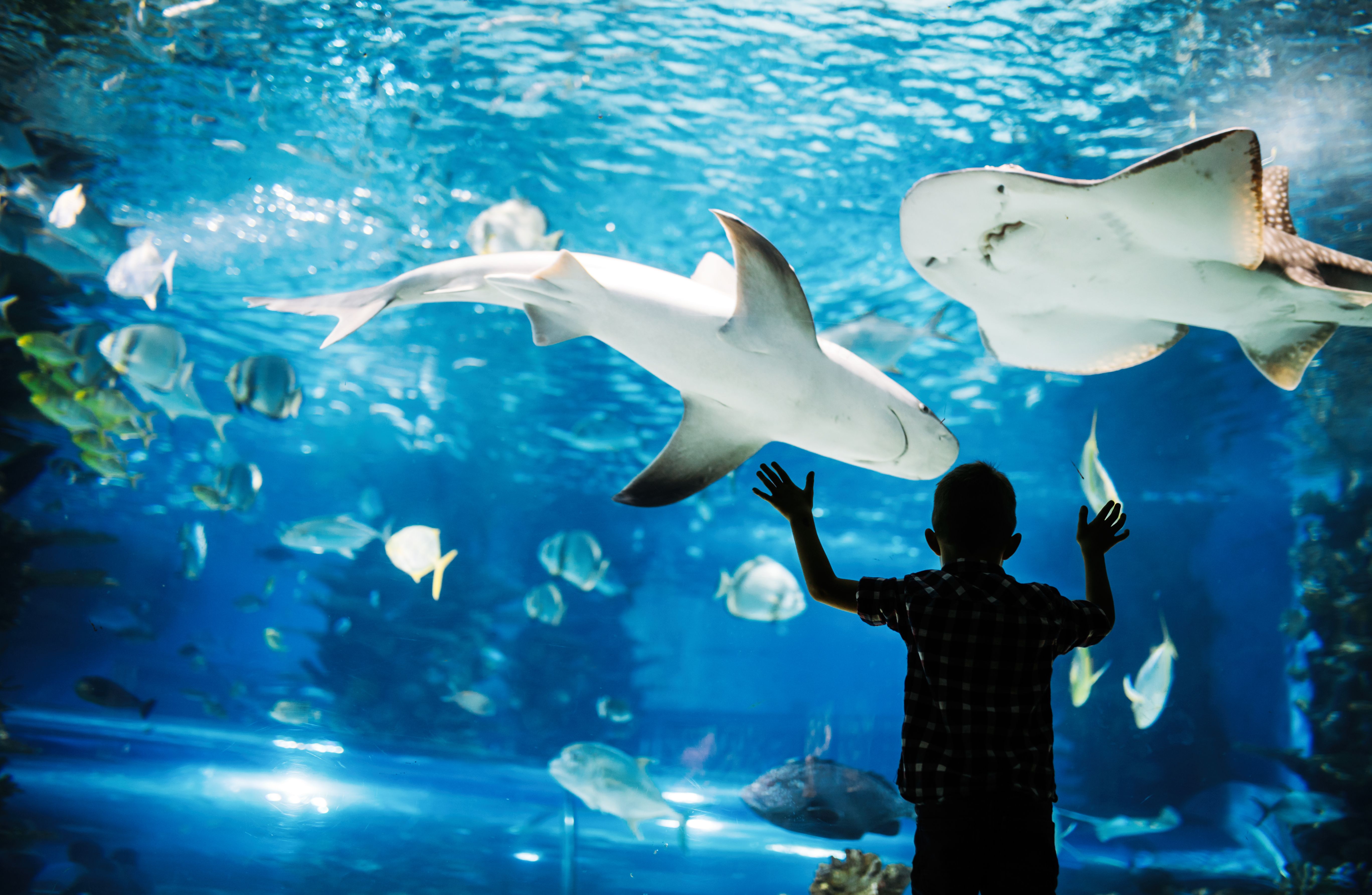 A young child gazes in awe at sharks and rays swimming in a large aquarium tank, surrounded by colorful fish. A perfect family-friendly activity in Bermuda.
