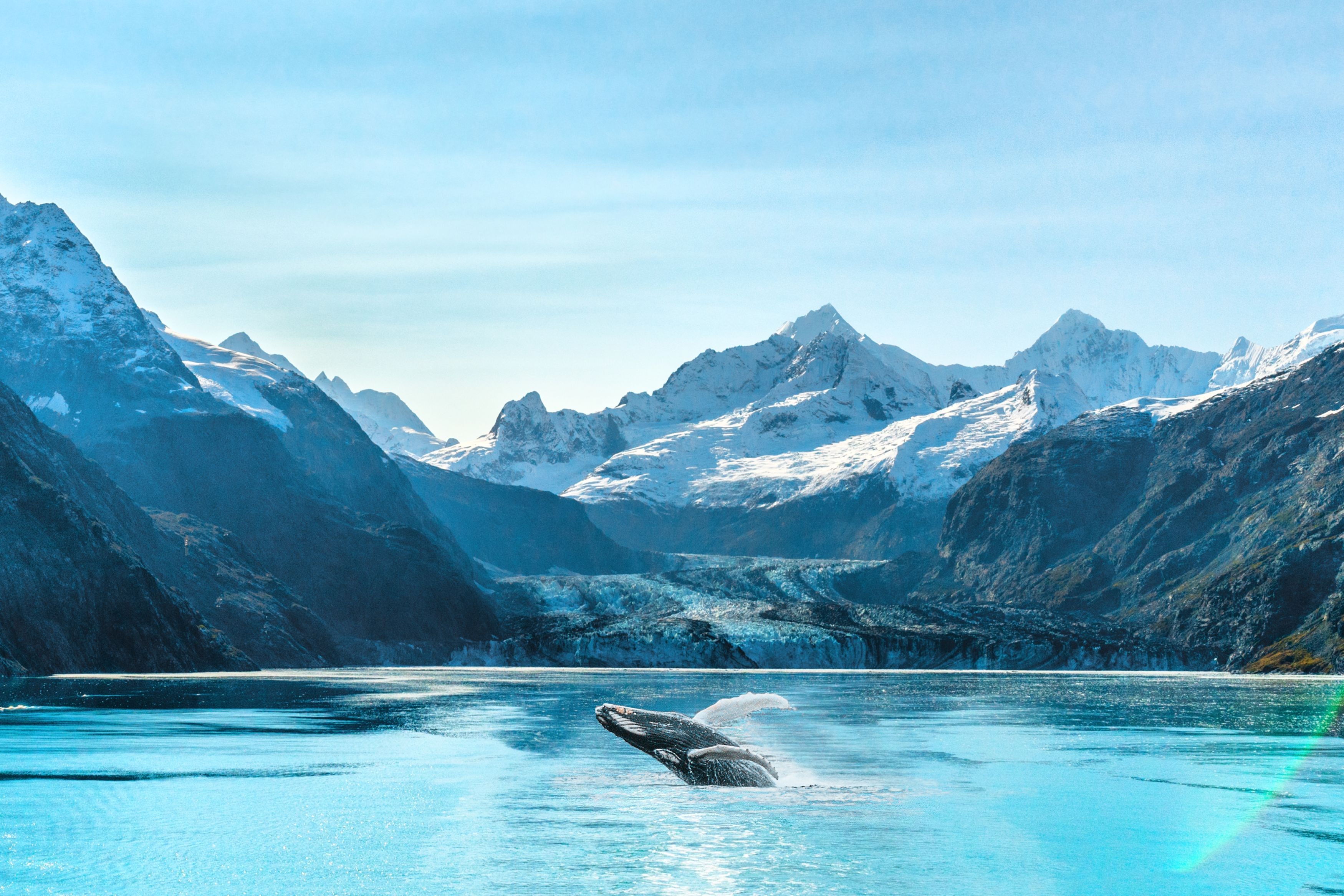 Humpback whale breaching in Glacier Bay, Alaska, with snow-capped mountains and a glacier in the background.