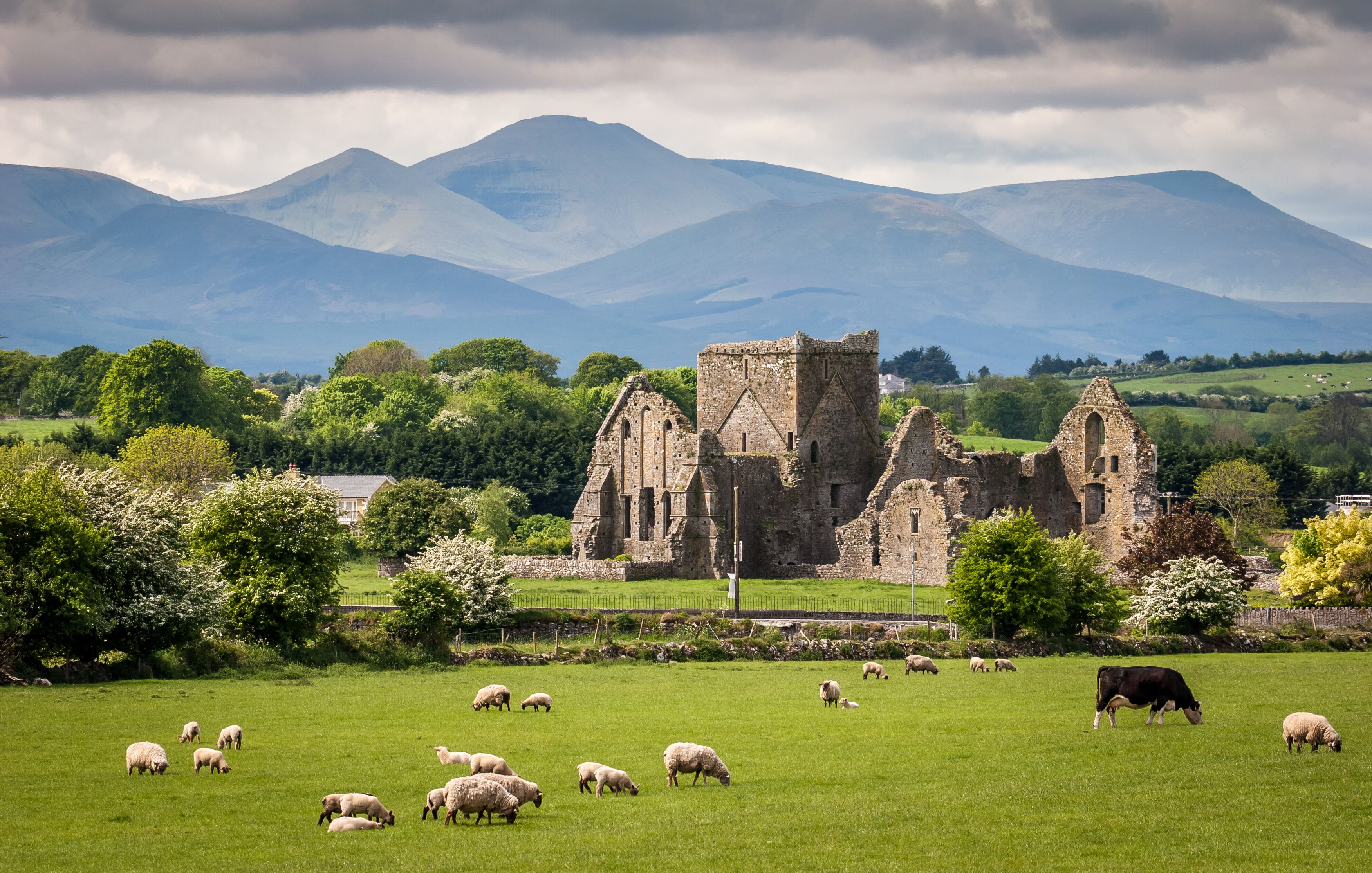 Scenic view of an Irish countryside with grazing sheep and a cow in a green field, ancient stone ruins, and mountains in the background under a cloudy sky.