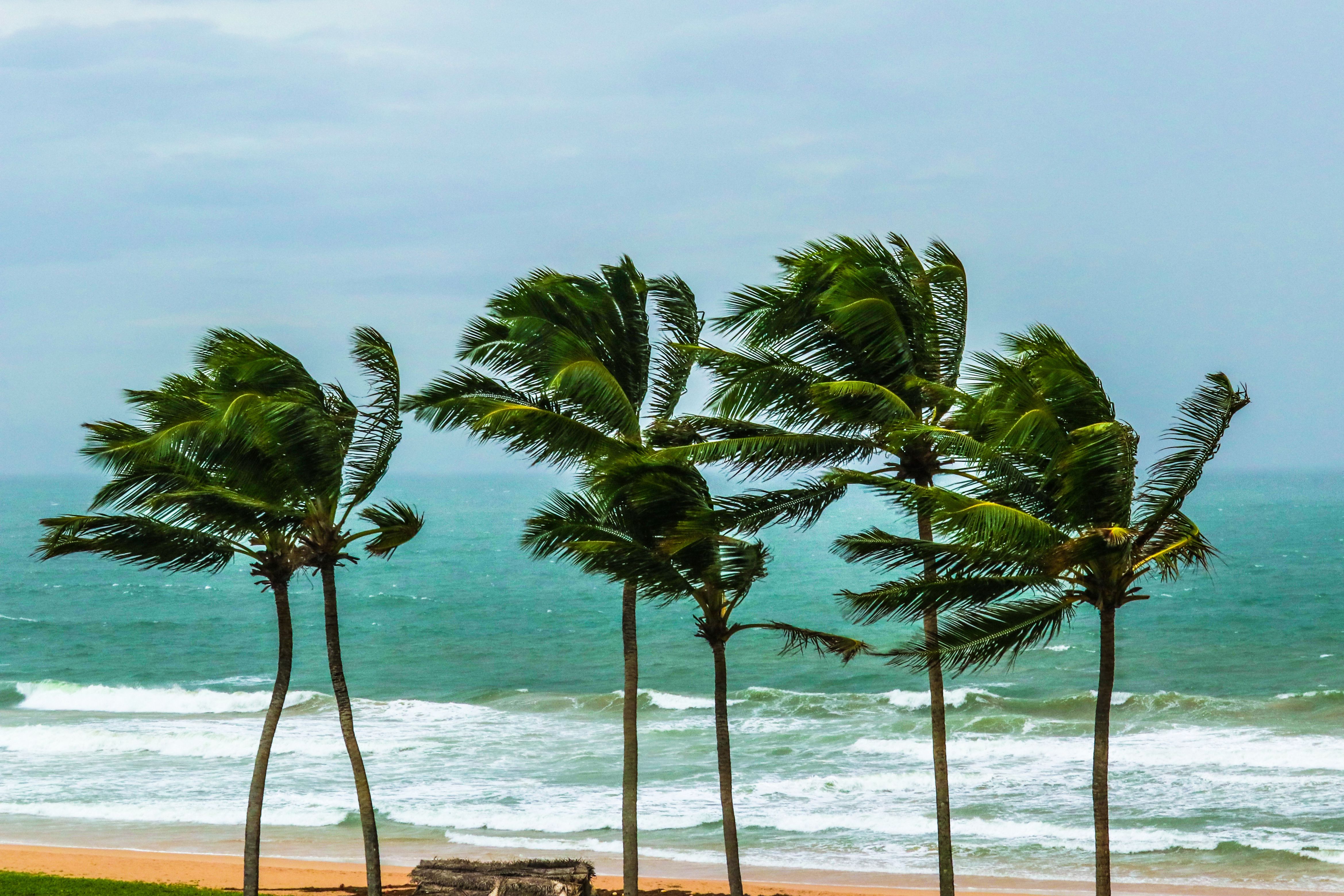 Palm trees swaying in strong coastal winds along a tropical beach with waves crashing under a cloudy sky.